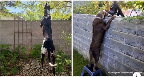Ein Hund war nicht groß genug, um mit dem Nachbarshund über den Zaun zu kommunizieren: Besitzer stellt einen Hocker